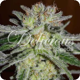 Northern  Light  Blue  Feminised  Cannabis  Seeds 0