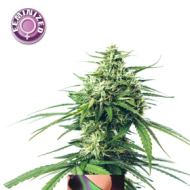 Northern  Light  Feminised  Cannabis  Seeds