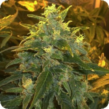 Northern  Light  Feminised  Cannabis  Seeds 1