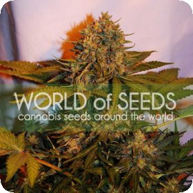 Northern  Light  X  Big  Bud  Ryder  Auto  Flowering  Cannabis  Seeds