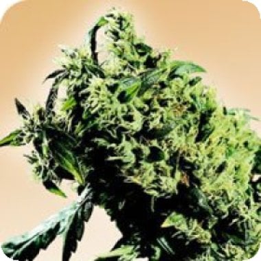 Northern  Lights  235  X  Haze  Regular  Cannabis  Seeds