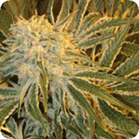 Northern  Lights 9  Feminised  Cannabis  Seeds