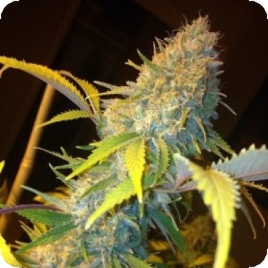 Northern  Lights  Express  A U T O  Feminised  Cannabis  Seeds