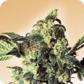 Northern  Lights  Regular  Cannabis  Seeds