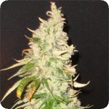 Northern  Soul  Feminised  Cannabis  Seeds