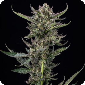 Notorious  T H C  Regular  Cannabis  Seeds 0