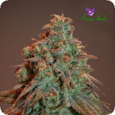 Nova  O G  Auto  Flowering  Cannabis  Seeds 0