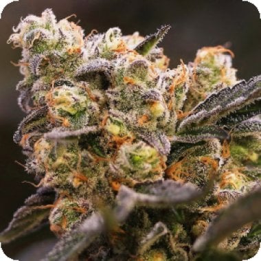 Nova O G Feminised Cannabis Seeds 0