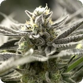 O G K Z  Auto  Flowering  Cannabis  Seeds 0