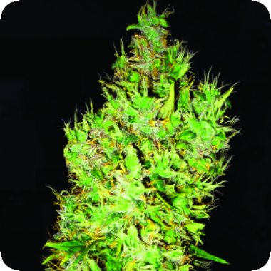 O G  Critical  Feminised  Cannabis  Seeds 0