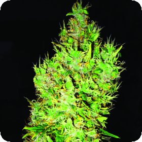 O G  Critical  Regular  Cannabis  Seeds 0