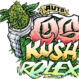 O G  Kush  Auto  Feminised  Cannabis  Seeds