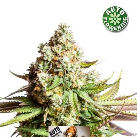 O G  Kush  Auto  Flowering  Cannabis  Seeds