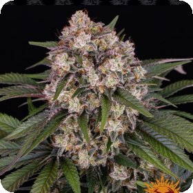 O G  Kush  Auto  Flowering  Cannabis  Seeds 2