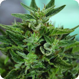 O G  Kush  C B D  Regular  Cannabis  Seeds
