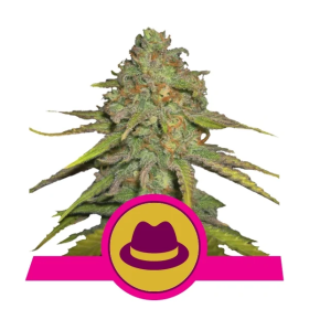 O G  Kush  Feminised  Cannabis  Seeds