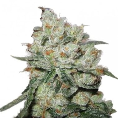 O G  Kush  Feminised  Cannabis  Seeds 0