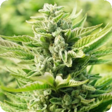 O G Kush Original Feminised Cannabis Seeds