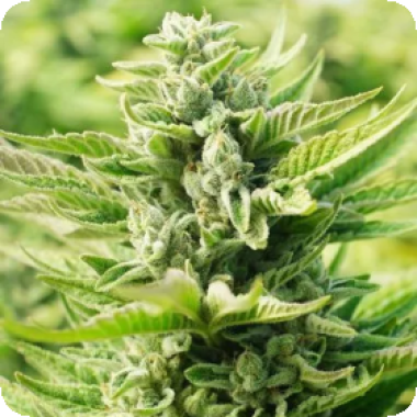 O G  Kush  Original  Feminised  Cannabis  Seeds