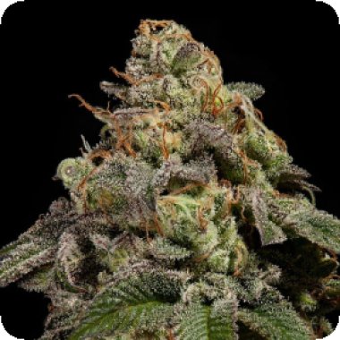 O M G  Feminised  Cannabis  Seeds 0