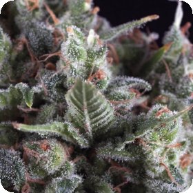 Olympia  Auto  Flowering  Cannabis  Seeds