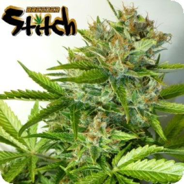 Onyx  Regular  Cannabis  Seeds 1