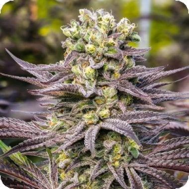 Oracle  Octane  Feminised  Cannabis  Seeds 0