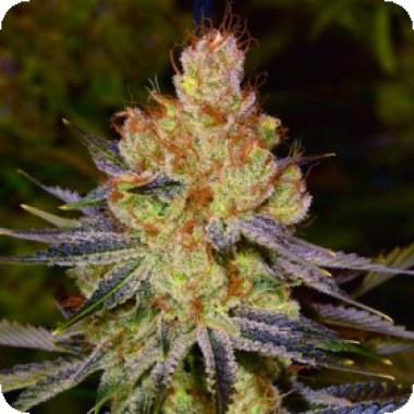 Orange Bud Auto Flowering Cannabis Seeds