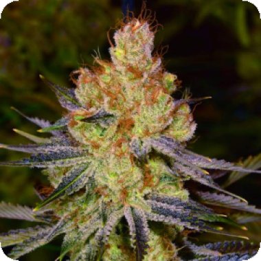 Orange  Bud  Auto  Flowering  Cannabis  Seeds