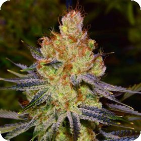 Orange  Bud  Regular  Cannabis  Seeds