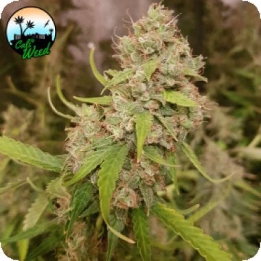 Oreoz  Feminised  Cannabis  Seeds