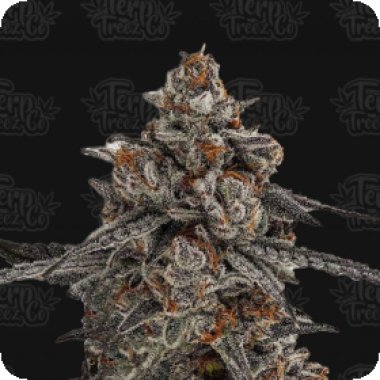 Oreoz X Orange Punch Feminised Cannabis Seeds 0