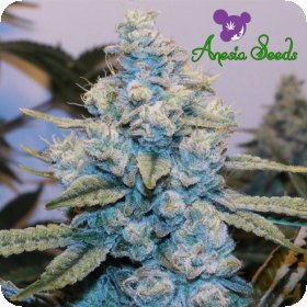 Original  Gorilla  Feminised  Cannabis  Seeds 0