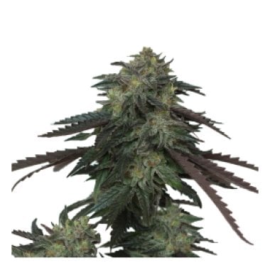 Original  Ice  Scream  O G  Feminised  Cannabis  Seeds 0