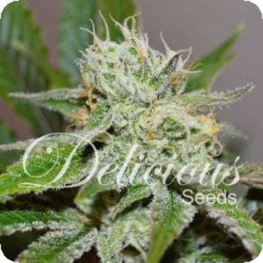 Original  Juan  Herer  Feminised  Cannabis  Seeds 0