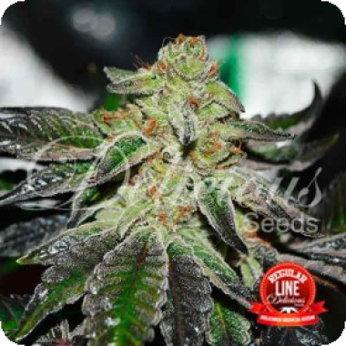 Original  Juan  Herer  Regular  Cannabis  Seeds 0