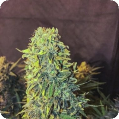 Original Skunk 231 F A S T Feminised Cannabis Seeds