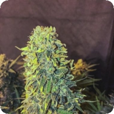 Original  Skunk  231  F A S T  Feminised  Cannabis  Seeds