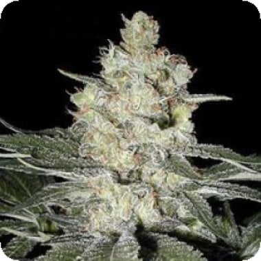 Original Skunk 231 Feminised Cannabis Seeds
