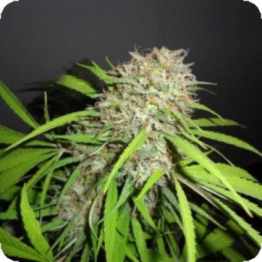 Original Skunk Express A U T O Feminised Cannabis Seeds