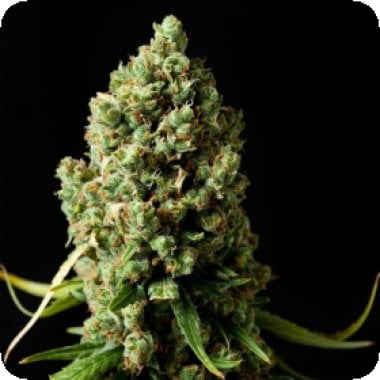 Original Skunk Feminised Cannabis Seeds