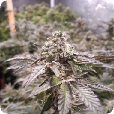 Original  Strawberry Line  Feminised  Cannabis  Seeds 0