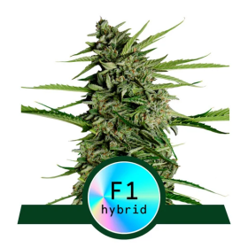 Orion  F1  Auto  Flowering  Cannabis  Seeds