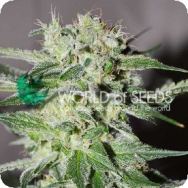 Pakistan  Valley  Early  Version  Feminised  Cannabis  Seeds