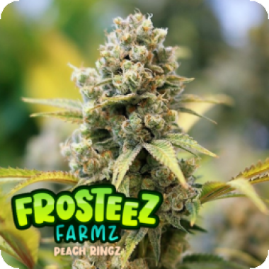 Peach  Ringz  Feminised  Cannabis  Seeds 0