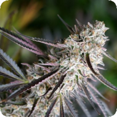 Peanut Butter Breath Fast Feminised Cannabis Seeds