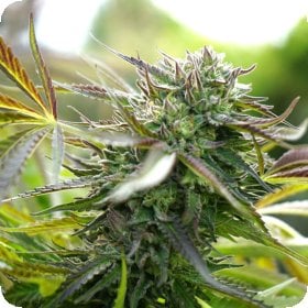 Pineapple  Chem  Auto  Flowering  Cannabis  Seeds