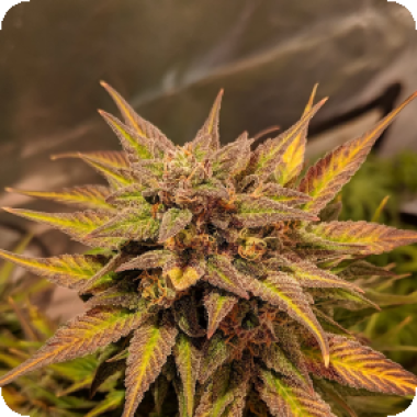 Pineapple  Crack  Auto  Flowering  Cannabis  Seeds 0