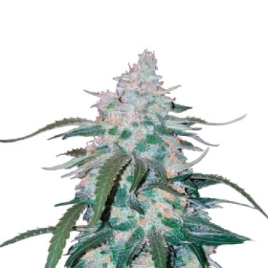 Pineapple Express Autoflowering Feminised Cannabis Seeds