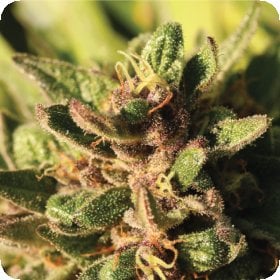 Pineapple  Muffin  Auto  Flowering  Cannabis  Seeds 0